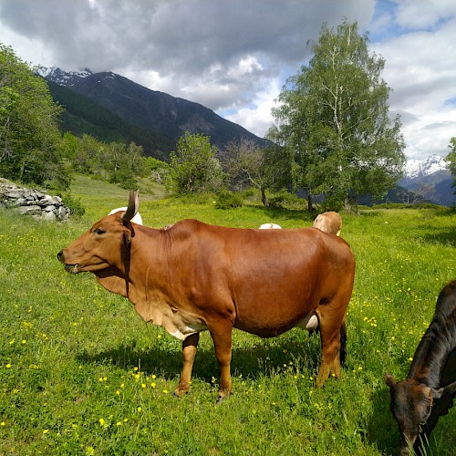 Bellina